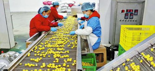 農(nóng)村創(chuàng)業(yè)新思路 三個(gè)投資小、前景好的小型加工廠(chǎng)項(xiàng)目